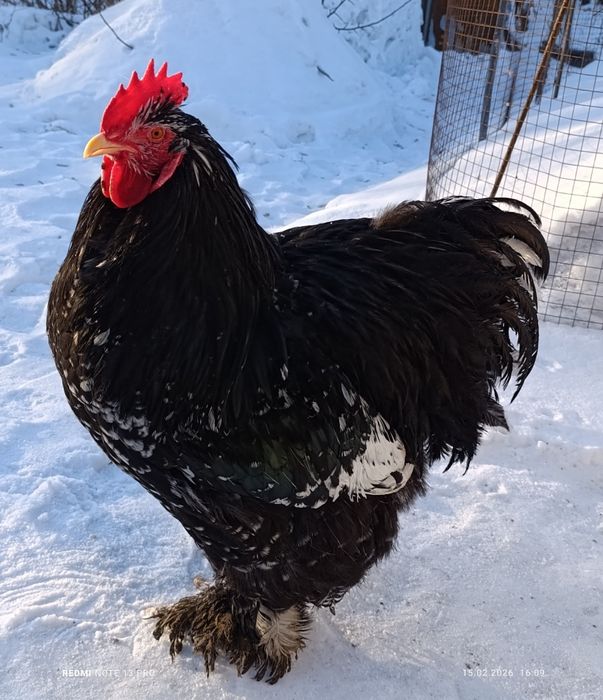 Кохинхин. Кохинхин.