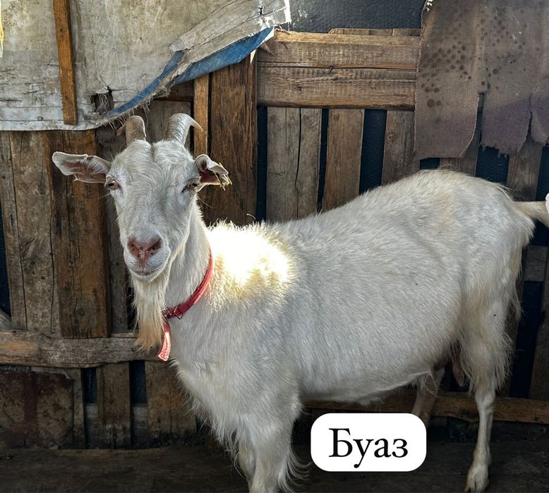 Сауынды ешкілер сатылады