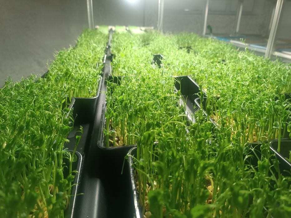 Микрозелень витграсс