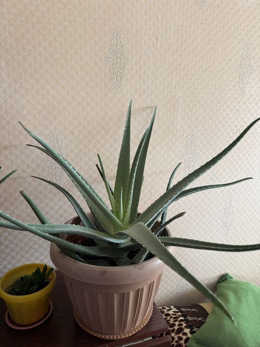 Алоэ, растение.