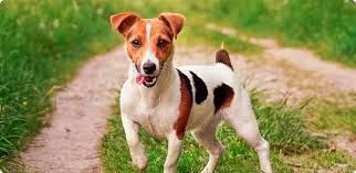 Продам сабоку джек рассел терьер девочка