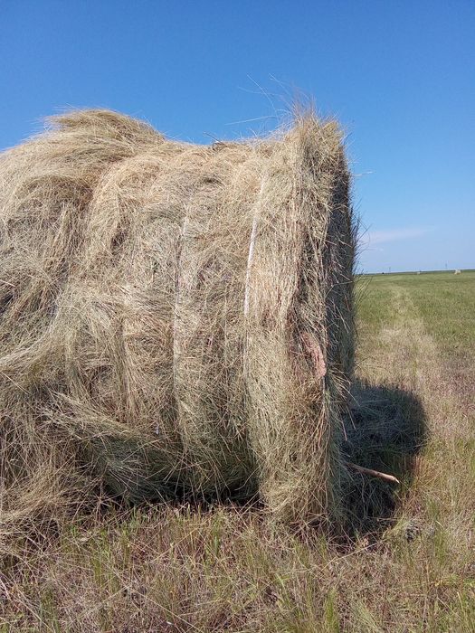 Продам сено в рулонах