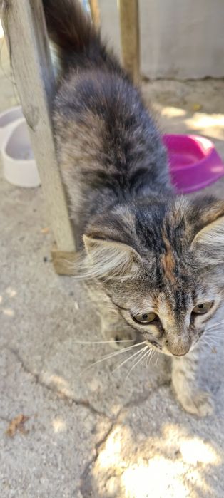Отдам котёнка девочку ей 2,5 месяца.