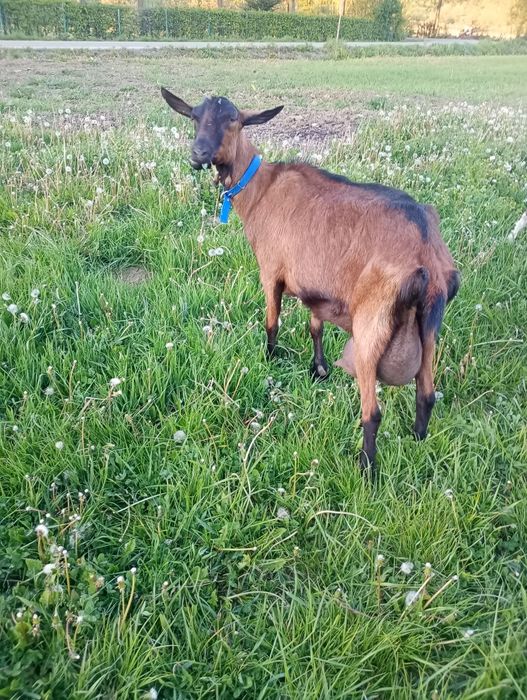 Capră alpină franceză cu pedigre de Franța