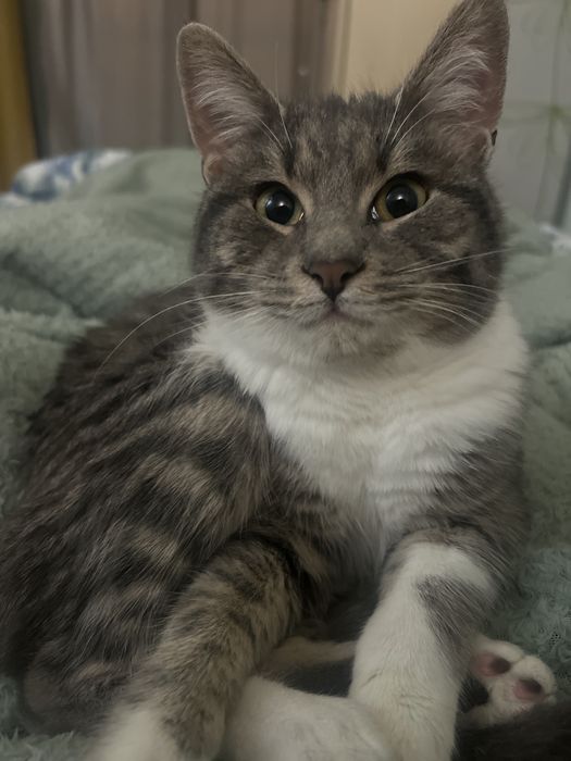 Котенце за подаряване