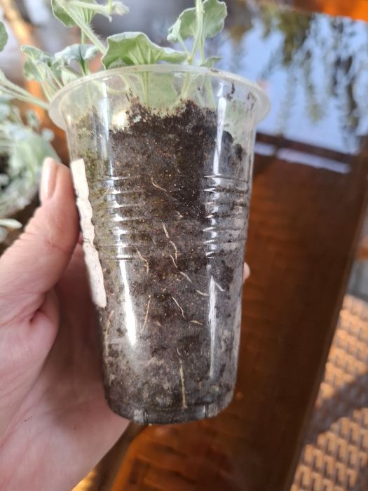 Дихондра Серебристая растение