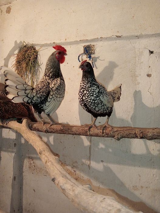 Продам карликовых