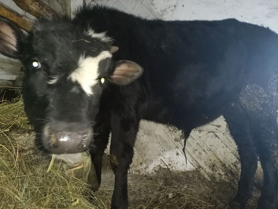 Продам бычка на доращивание