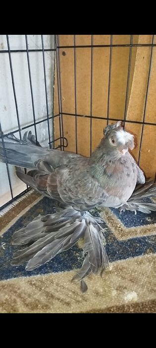 Голуби двухчубые