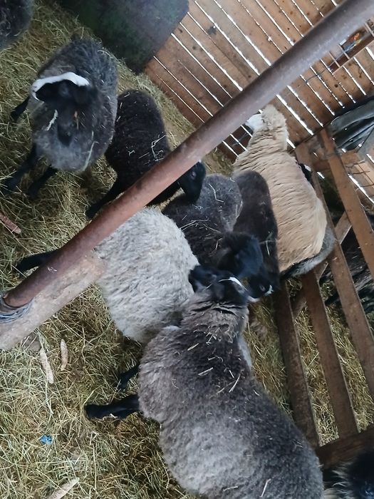 De vanzare mielute Romanov