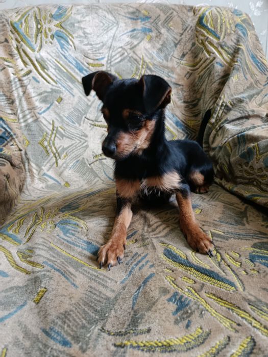 Пинчер мальчик продам