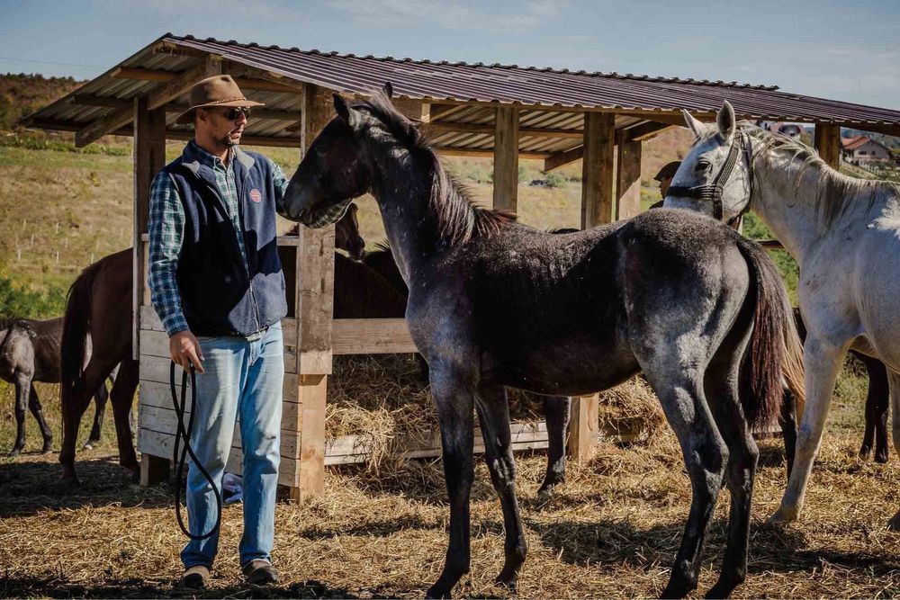 Manji cai de vanzare