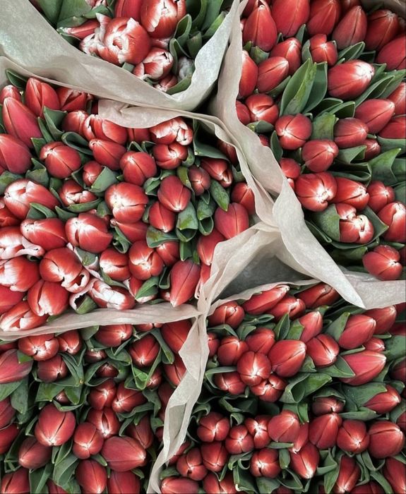 Тюльманы к 8 марту