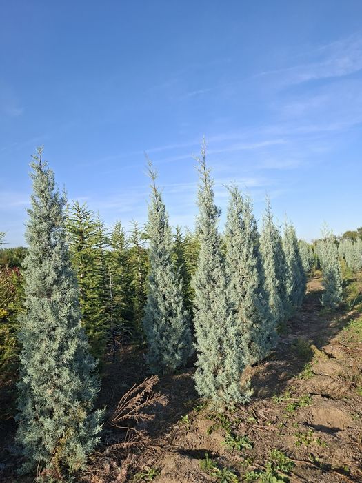 Plante ornamentale Tuia smarald&leylandii