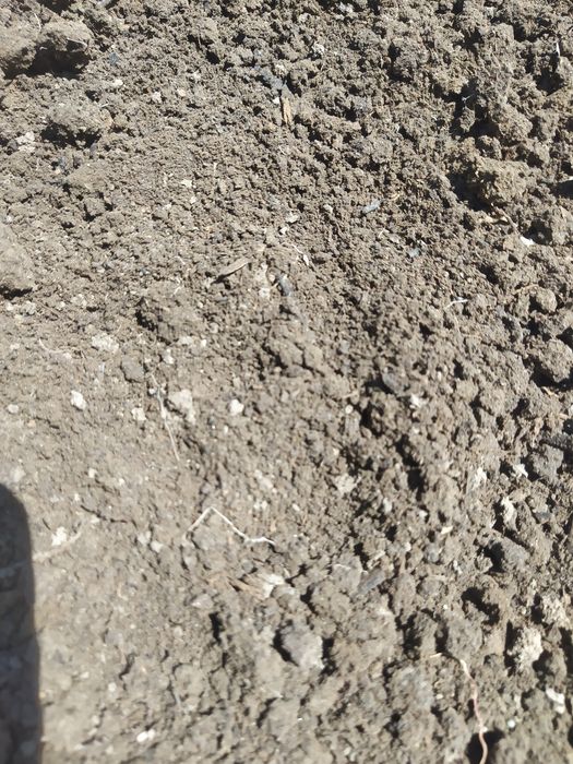 Калифорния кизил ёмгир чувалчанги