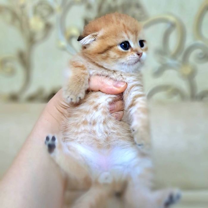 Котёнок от правильной вязки