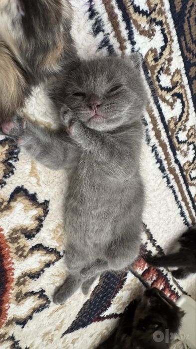 Шотланскый скоттиш фолд