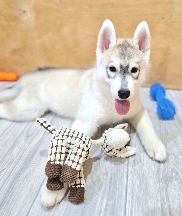 Шикарная девочка от Чемпионов!