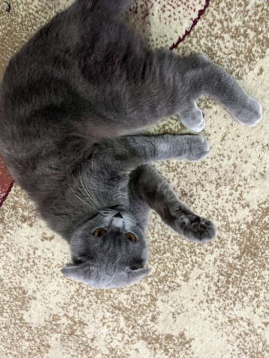 Британский чистокровный вислоухий scotish fold