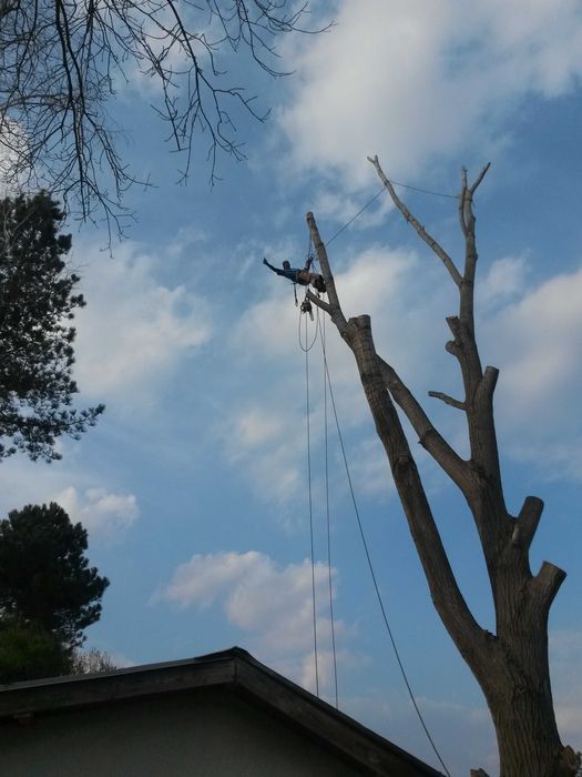 Рязане на опасни дървета