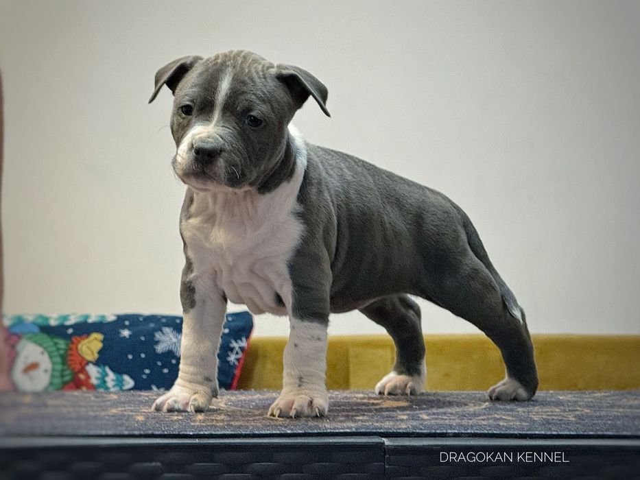 Femela amstaff rasă pură cu pedigree
