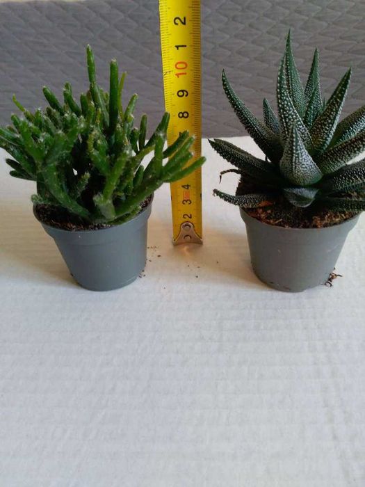 Кактус кактус --