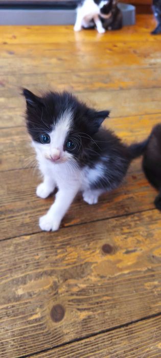 Подаряваме малки котета