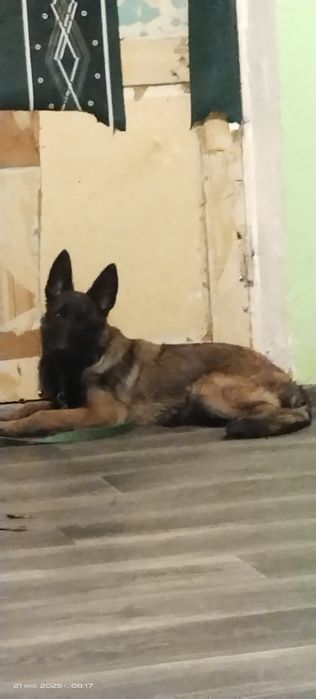 Бельгийская овчарка