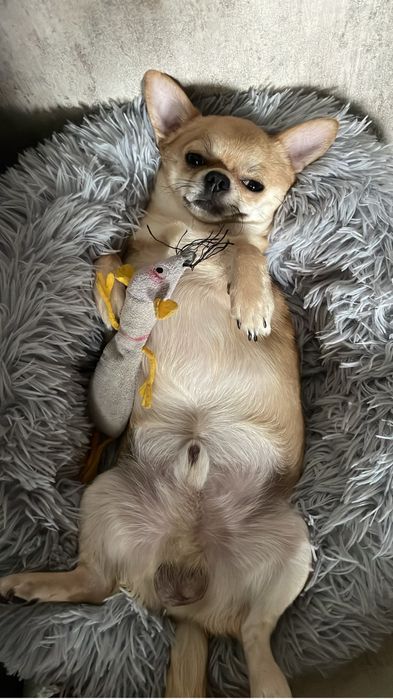 Кобель Чихуахуа. Для вязки