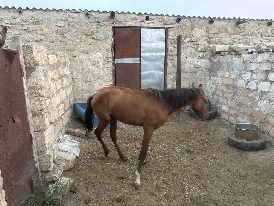 Тай байтал жақсы күйде