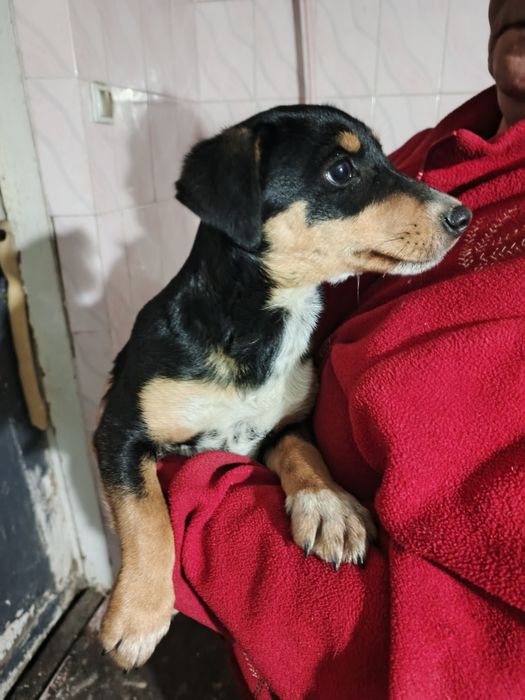 Отдам в хорошие руки