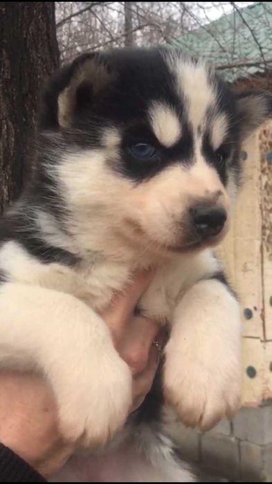 Мальчики хаски голубоглазые