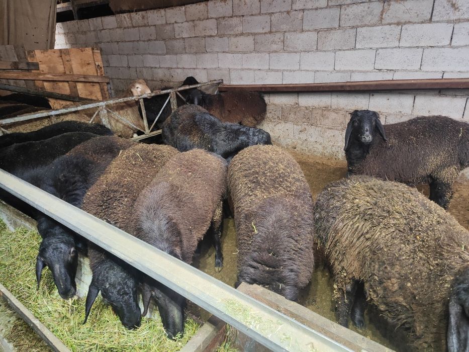 Кучкорлар сотилади