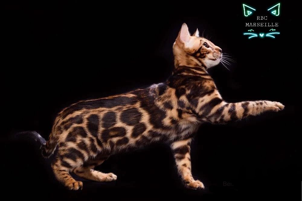 Золотой Бенгальский "ЛЕОПАРД"