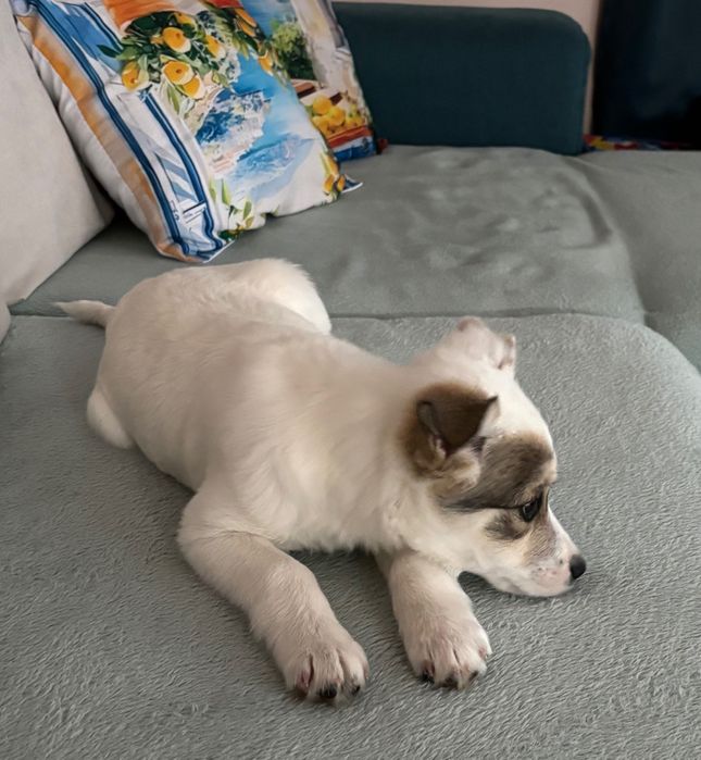 Кученце търси любов