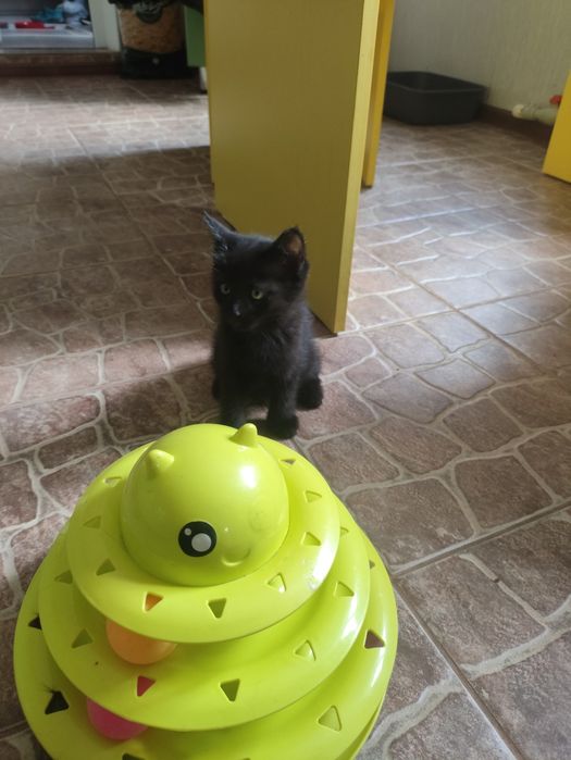 Котята  1.5месяца домашние