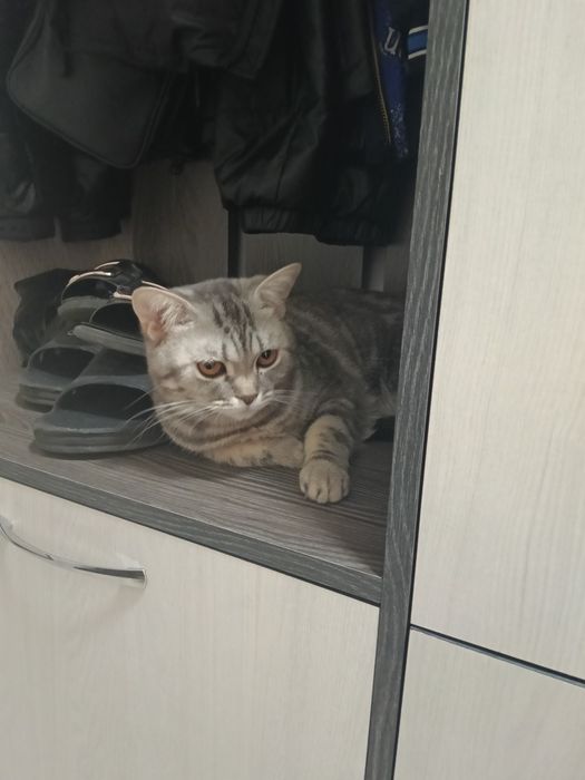 Кошка короткошорстная Британка