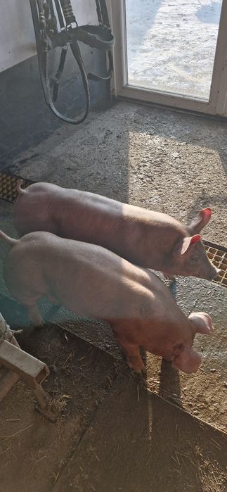 Vand iepuri de curte