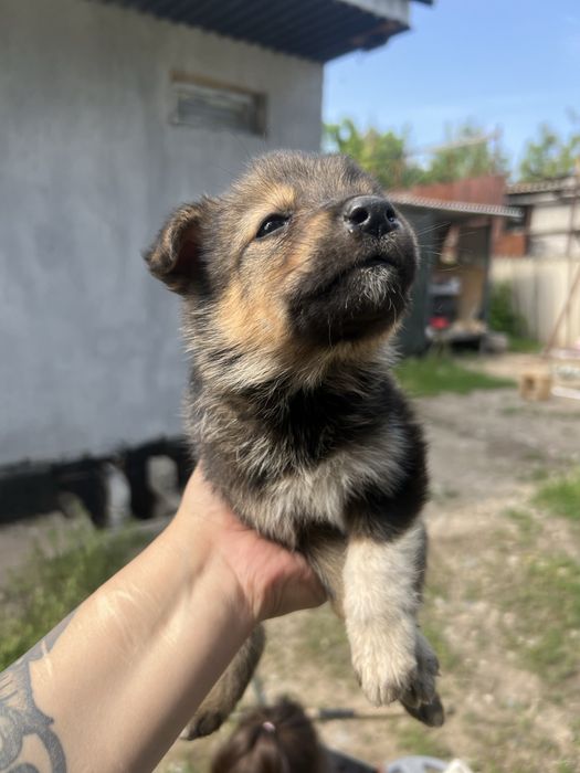 Отдам щенят (лайка и овчарка родители) в добрые руки