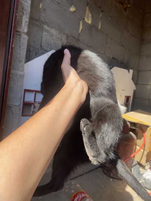Отдаю кота. 1 год.