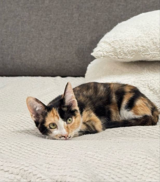 Котенок на удачу