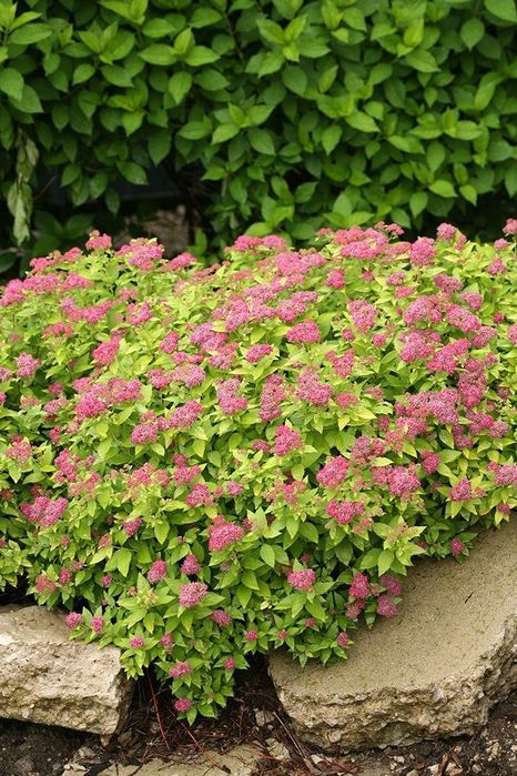 Кустарники цветущие,спирея вейгела гортензия