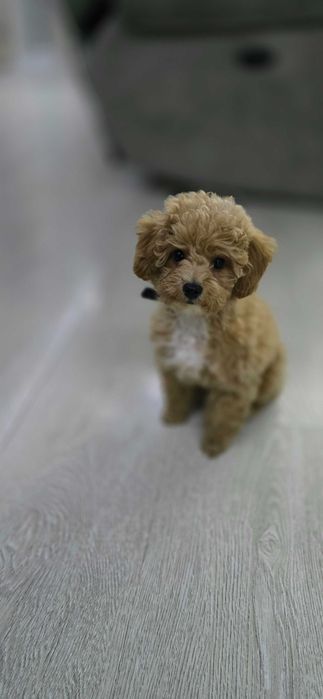 Продается щенок Мальтипу