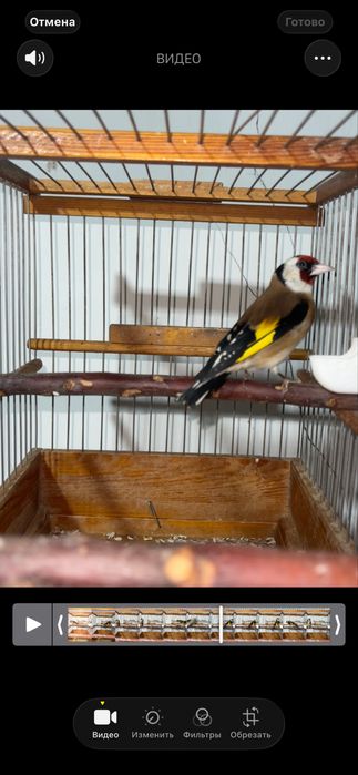 Kokil sotiladi saratov