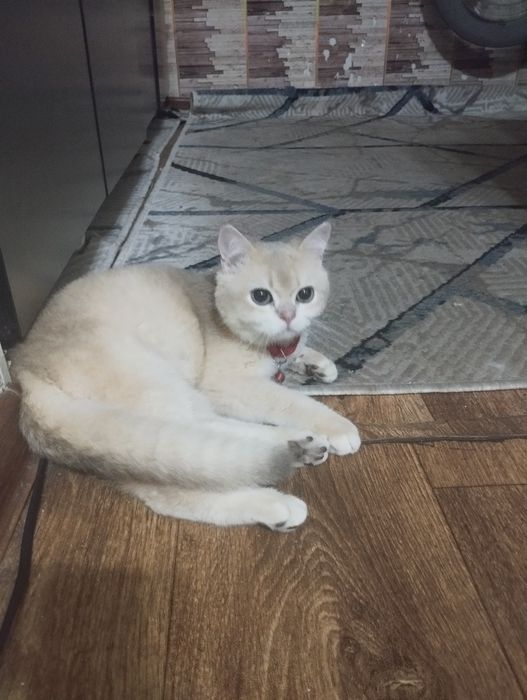 Продаётся кот породистый