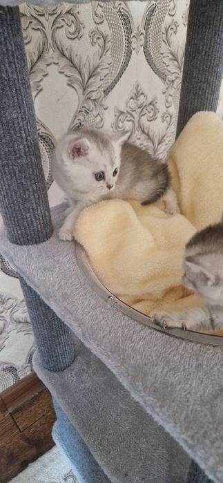 Mushuk scottish fold serebristaya shinshilla. Серебристая шиншилла кот