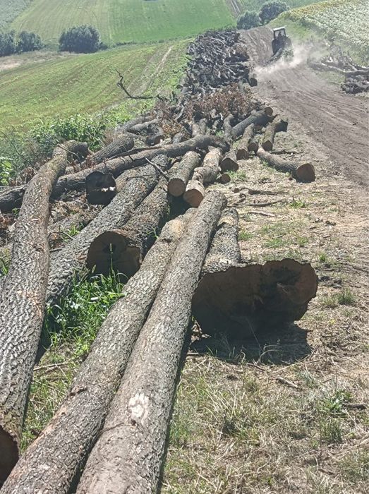 Vand lemne de foc stejar