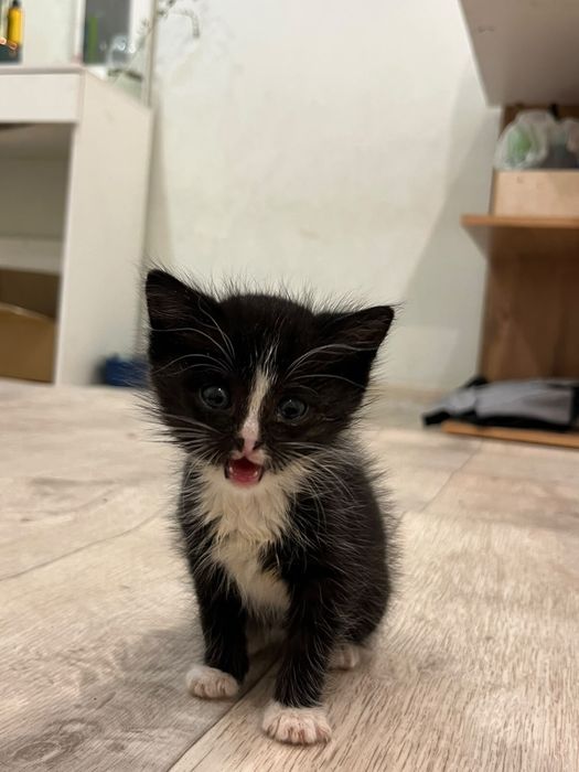 Отдам котенка в хорошие руки