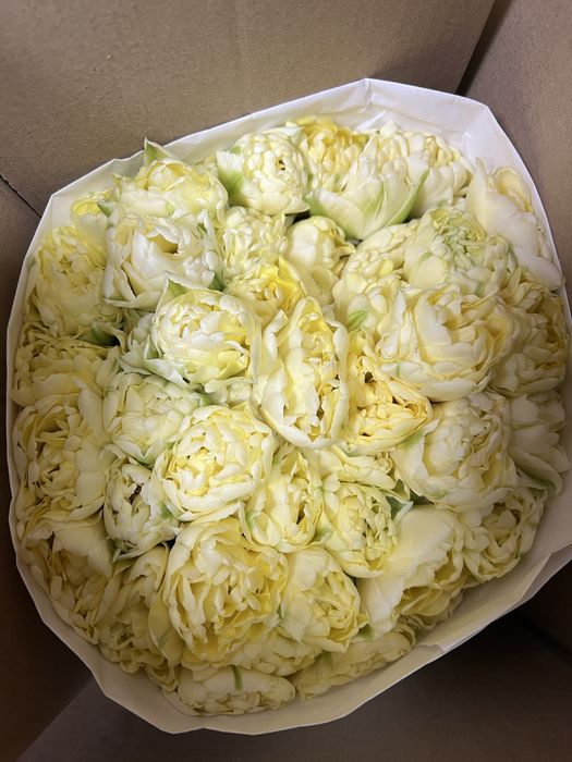 Тюльпаны по 300 тенге