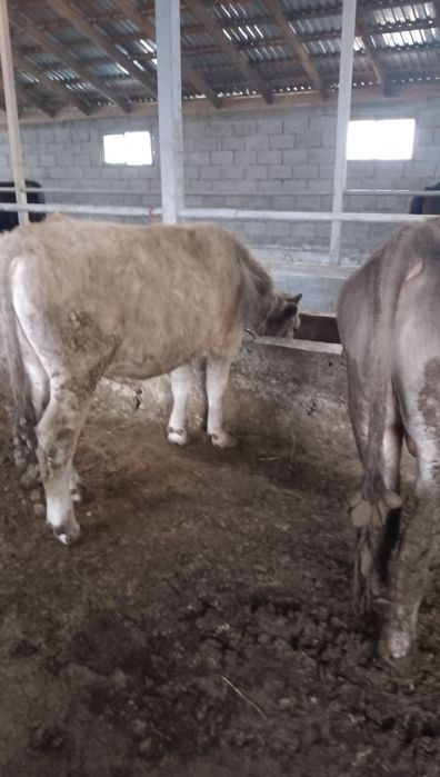 Семіз бұқалар сатылады